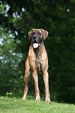 DOGUE ALLEMAND 818